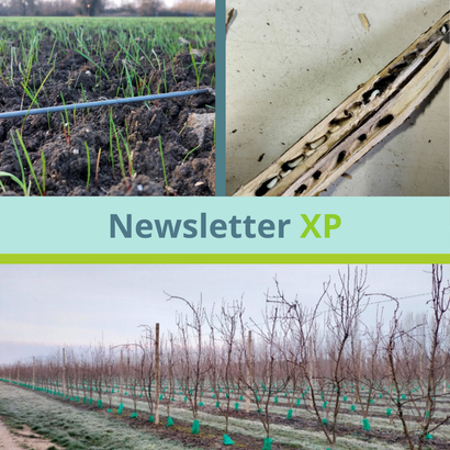 Newsletter XP - Janvier 2026 Newsletter XP - Janvier 2026